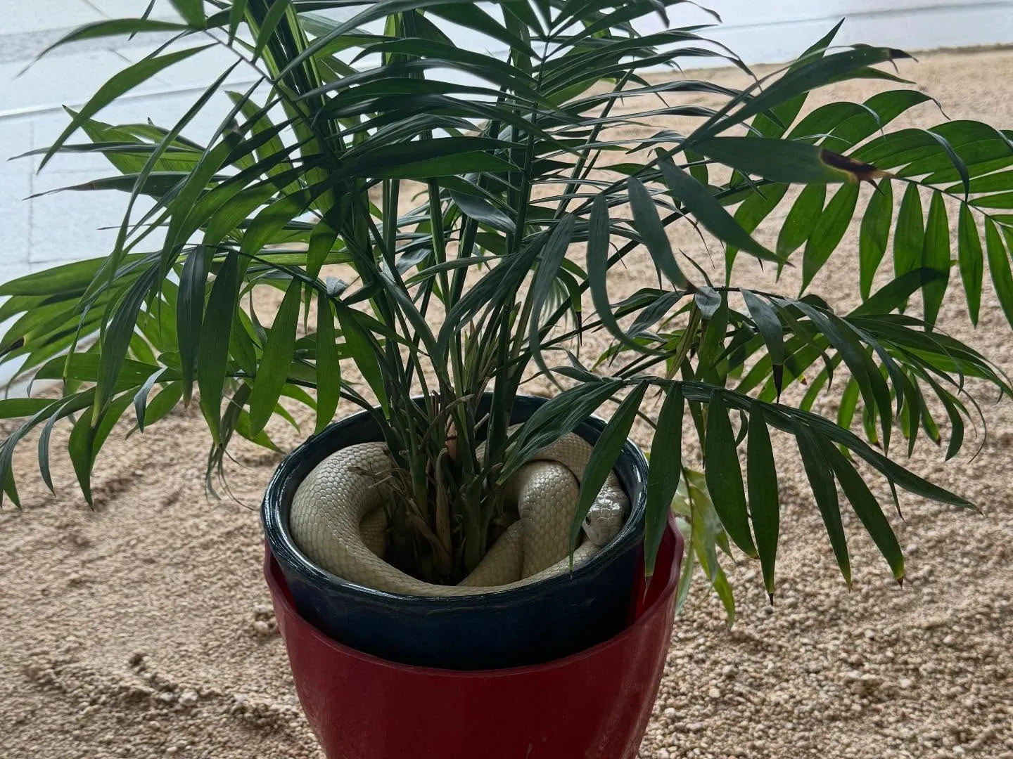 日本三景　宮島⛩️