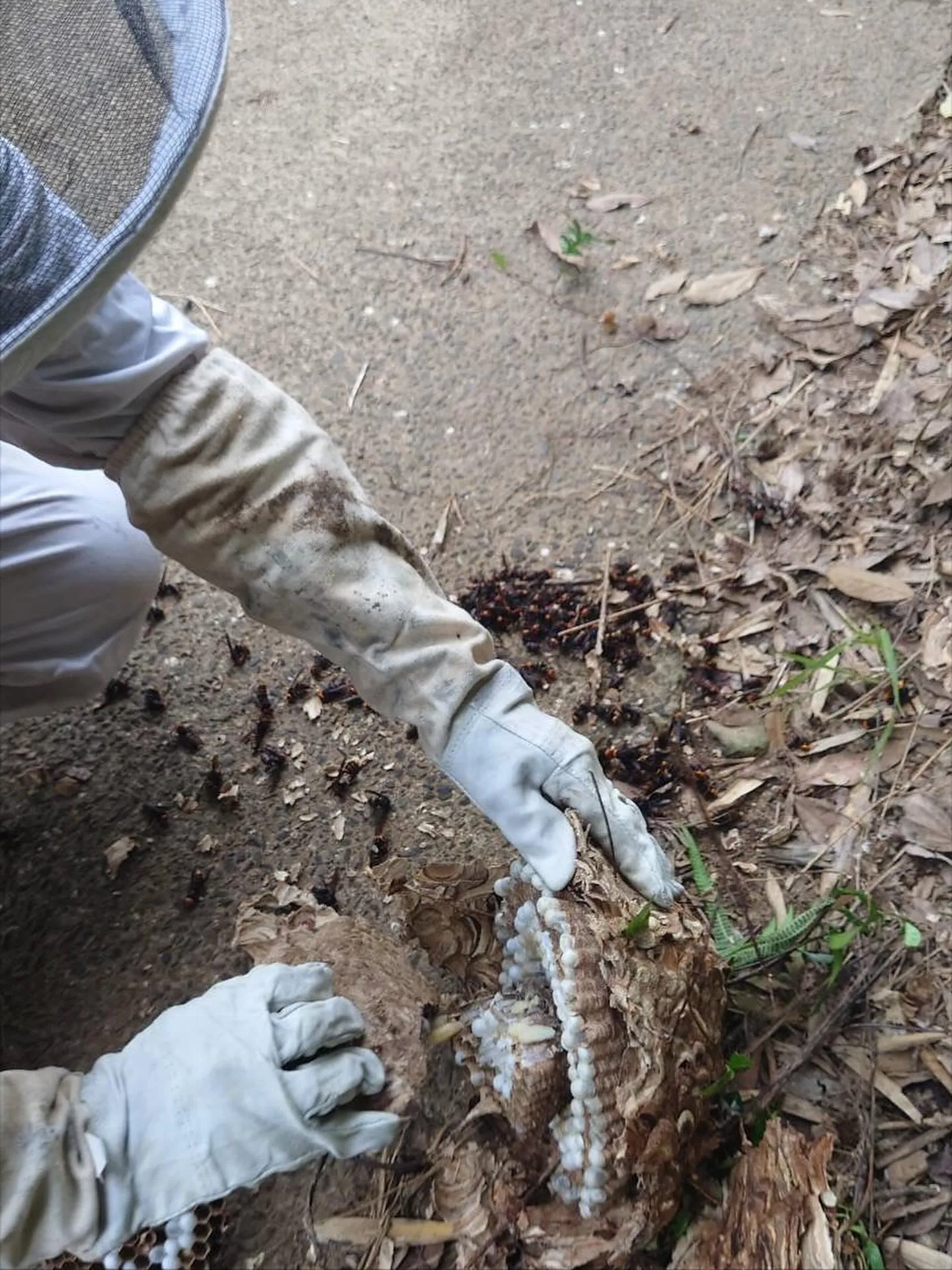 スズメバチの巣駆除パート2🐝