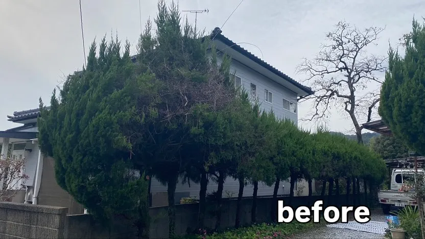 一般家庭での剪定作業を行なって来ました🌲✂︎