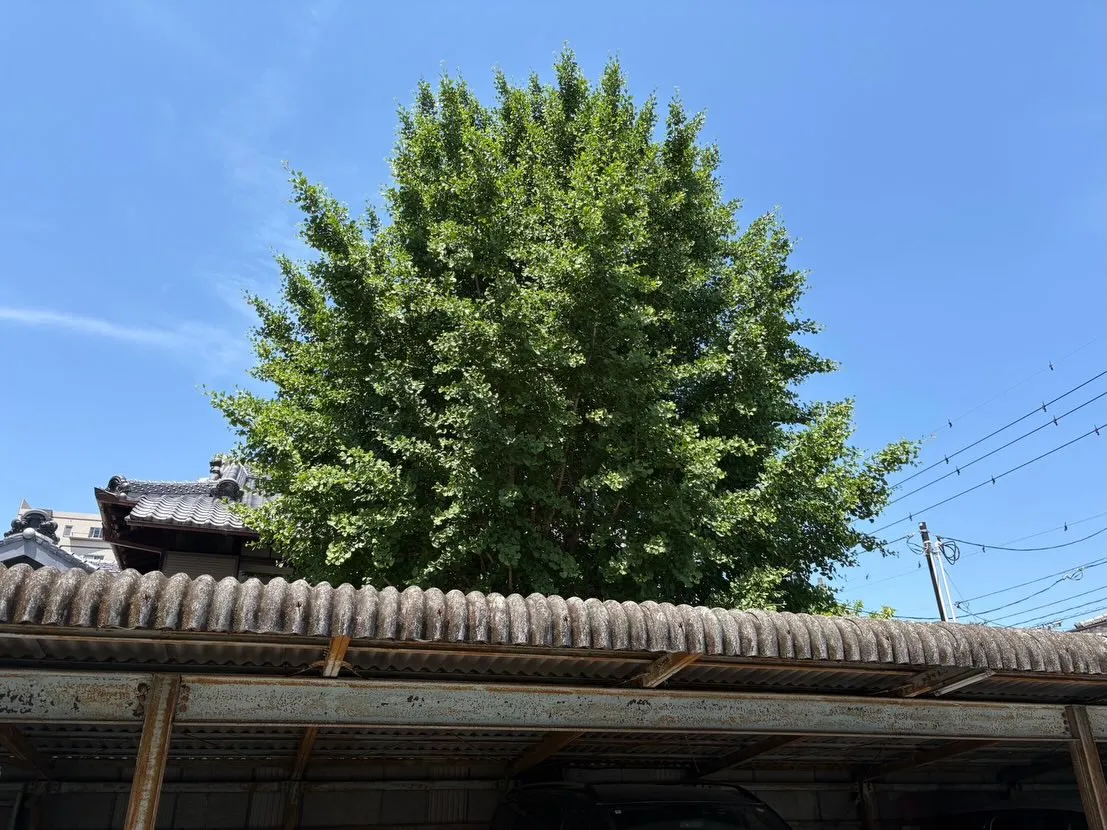 車庫を貫通していた木を伐採しました🌳🪚