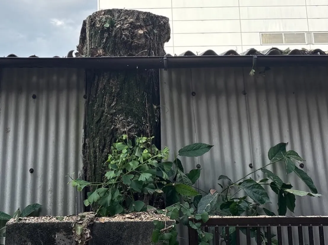 車庫を貫通していた木を伐採しました🌳🪚