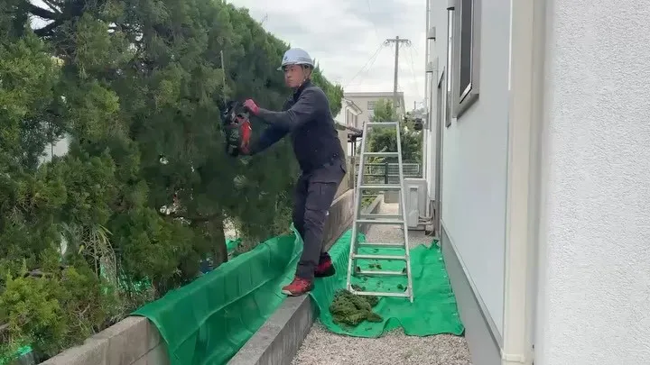 一般家庭での剪定作業を行なって来ました🌲✂︎
